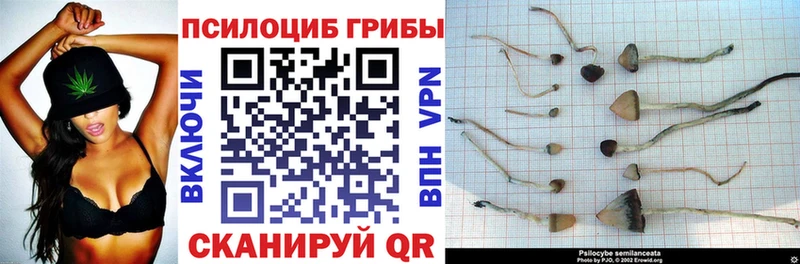 Купить закладки  Губкин  Галлюциногенные грибы Psilocybe 
